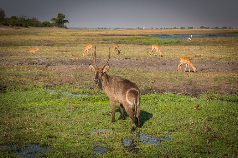 026 Botswana, Chobe NP, waterbok en impala's.jpg